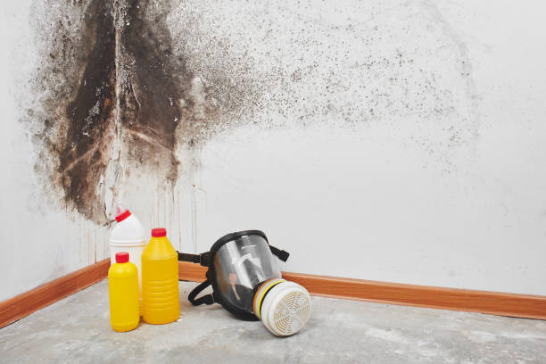 Best Black Mold Removal  in West Fargo, ND