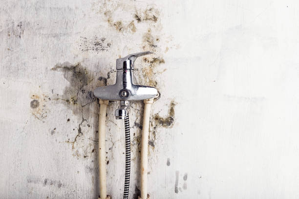 Professional Mold Removal in West Fargo, ND