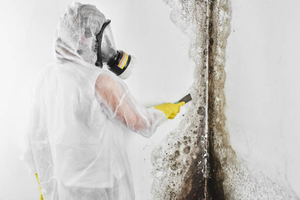 Best Certified Mold Removal  in West Fargo, ND