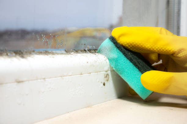 Best Crawl Space Mold Removal  in West Fargo, ND