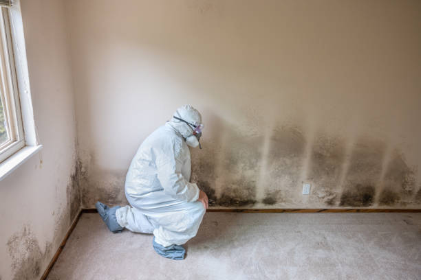Best Certified Mold Removal  in West Fargo, ND