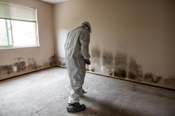 Attic Mold Removal in West Fargo, ND